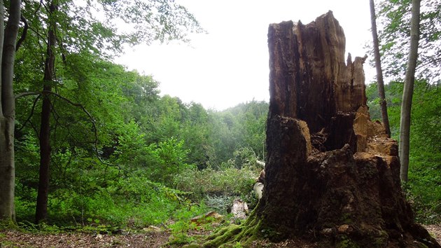 Posledn pamtn strom z uniktn skupiny ty Lipovskch buk pobl See na Prostjovsku padl za ob vichici v lt roku 2017. Jeho st se odhadovalo na zhruba 300 let.