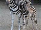 Zebra Chapmanova, která se narodila v srpnu v zoologické zahrad Hodonín.