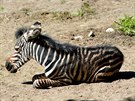Zebra Chapmanova, která se narodila v srpnu v zoologické zahrad Hodonín.