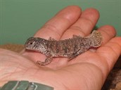 Trnorep africký, který se narodil v srpnu v zoologické zahradě Chomutov.