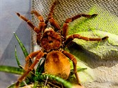 Theraphosa blondi (na výstavě sklípkanů v Zoo Praha, 9.- 30.9.2017) Theraphosa blondi (na výstavě sklípkanů v Zoo Praha, 9.- 30.9.2017)