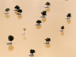 SUCHÉ LISTÍ. Stromy sahají nad hladinu na území nedaleko texaského Freeportu...