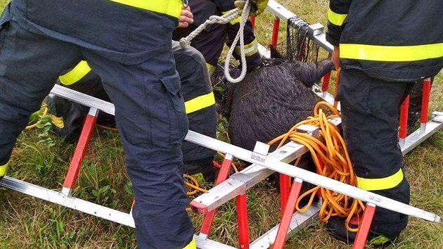 Hasiči museli v Odrách chytit vietnamské prase, které uteklo z domácího chovu.
