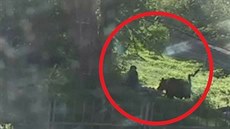 Muže v Kladně potrhala medvědice, ukazuje záznam Muže v Kladně potrhala medvědice, ukazuje záznam