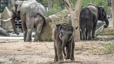 Nejmení a nejmladí len praského sloního stáda (s rodii v pozadí)
