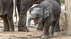 Nejmenší a nejmladší člen pražského sloního stáda zatím přišel o první zub a... Nejmenší a nejmladší člen pražského sloního stáda zatím přišel o první zub a...