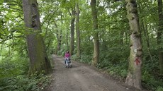 Přes čtyři staletí starou alej u rybníka Kolečko v Tovačově čeká několik měsíců... Přes čtyři staletí starou alej u rybníka Kolečko v Tovačově čeká několik měsíců...