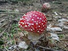 Barevná chlouba Beskydských lesů Barevná chlouba Beskydských lesů