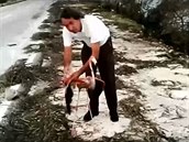 Přeživší ptáky se snaží zachraňovat místní ochránci zvířat. Přeživší ptáky se snaží zachraňovat místní ochránci zvířat.
