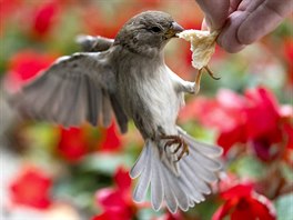 SVAINKA. Na fotce je zachycen vrabec pijímající chléb z ruky lovka...
