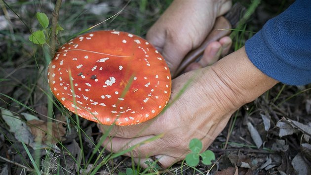 Libue Kotilov se star o vstavu hub v Teboni. Ne zane, mus nasbrat vechny exponty. Na snmku je jedovat muchomrka erven.