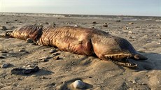 Podivuhodný tvor vyvržený na břeh Texasu by podle biologů mohl být hadař... Podivuhodný tvor vyvržený na břeh Texasu by podle biologů mohl být hadař...