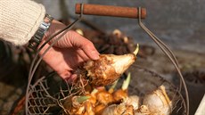Květinové cibulky musí být pevné a bez známek plísně či jiného poškození. Květinové cibulky musí být pevné a bez známek plísně či jiného poškození.