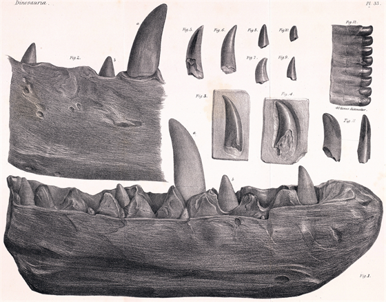 Nákres zub a fragmentu spodní elisti megalosaura, objevené roku 1797 ve...