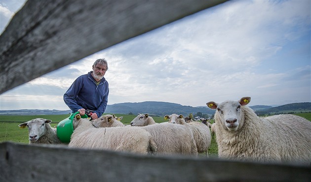 Farmái na Broumovsku mají problémy s vlky, kteí napadají jejich stáda ovcí a...