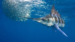 10 varovných fakt o oceánech, které musíte znát