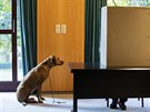 Volbám v mnoha místnostech po celém Nmecku pihlíeli i psi (24. záí 2017)