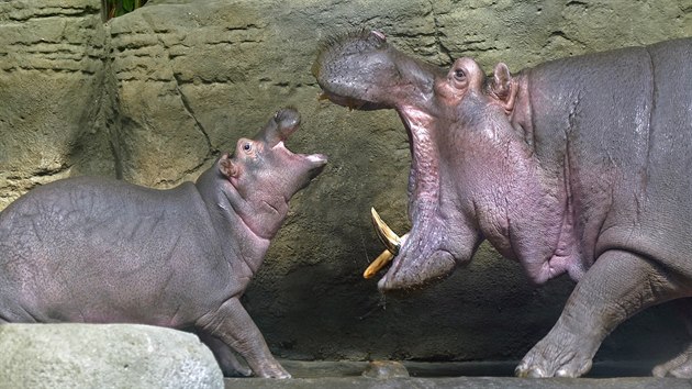 Soutěžní příspěvek do fotosoutěže pořádané Zoo Praha Soutěžní příspěvek do fotosoutěže pořádané Zoo Praha