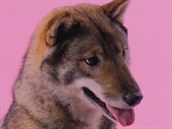 Šikoku inu (shikoku inu) je od roku 1937 japonským národním pokladem. Šikoku inu (shikoku inu) je od roku 1937 japonským národním pokladem.
