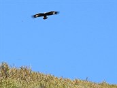 Do Jeseníků zavítal v Česku ohrožený orel skalní. Do Jeseníků zavítal v Česku ohrožený orel skalní.