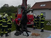 Kůň se na Brněnsku propadl úzkým otvorem do šachty, hasiči s veterináři ho pak... Kůň se na Brněnsku propadl úzkým otvorem do šachty, hasiči s veterináři ho pak...