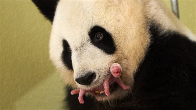 Mal panda jen pr dn po porodu