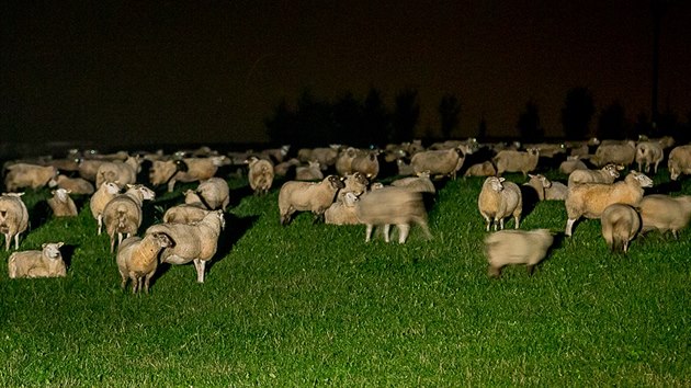 Farmi na Broumovsku maj problmy s vlky, kte napadaj jejich stda ovc a telat (27. z 2017).