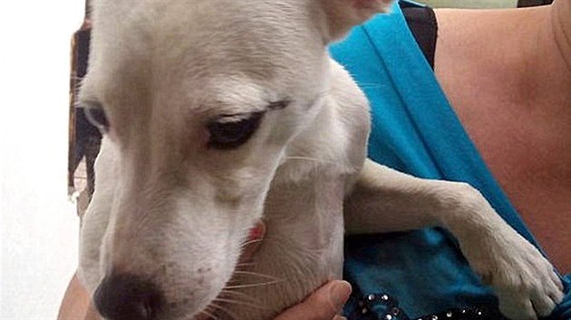 Mladho psa rasy Jack Russell terir nkdo vyhodil z vozu se slovenskou registran znakou. Te je v tulku v Bulharech.