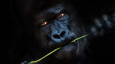Příspěvek do fotosoutěže Zoo Praha Příspěvek do fotosoutěže Zoo Praha