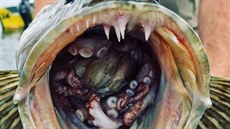 Když se rybář podíval do tlamy svého uloveného lingcoda, načel tam neporušenou... Když se rybář podíval do tlamy svého uloveného lingcoda, načel tam neporušenou...