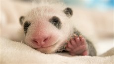 Mini Yuan Zi ve třech týdnech Mini Yuan Zi ve třech týdnech