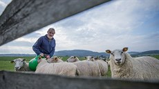 Farmáři na Broumovsku mají problémy s vlky, kteří napadají jejich stáda ovcí a... Farmáři na Broumovsku mají problémy s vlky, kteří napadají jejich stáda ovcí a...