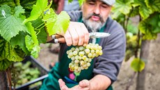 Třiačtyřicet hlav odrůdy Solaris vydalo 50 kilogramů hroznů poprvé od vysazení... Třiačtyřicet hlav odrůdy Solaris vydalo 50 kilogramů hroznů poprvé od vysazení...