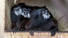 Tamarín sedlový dorůstá zhruba 20 centimetrů a žije v tropických pralesech... Tamarín sedlový dorůstá zhruba 20 centimetrů a žije v tropických pralesech...