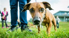 V táborském areálu Komora se konala v sobotu soutěž psích plemen Voříškiáda. V táborském areálu Komora se konala v sobotu soutěž psích plemen Voříškiáda.