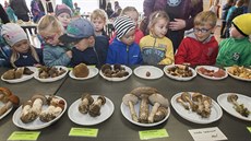 Na tradiční zářijové výstavě hub v Přerově je letos k vidění nejméně 350 druhů... Na tradiční zářijové výstavě hub v Přerově je letos k vidění nejméně 350 druhů...