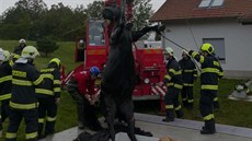 Kůň se na Brněnsku propadl úzkým otvorem do šachty, hasiči s veterináři ho pak... Kůň se na Brněnsku propadl úzkým otvorem do šachty, hasiči s veterináři ho pak...