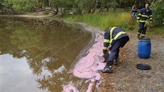 Růžové zabarvení Kamenného rybníku v Plzni způsobila bakterie. Růžové zabarvení Kamenného rybníku v Plzni způsobila bakterie.