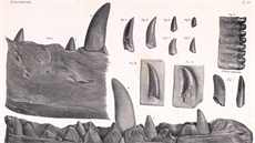 Nákres zubů a fragmentu spodní čelisti megalosaura, objevené roku 1797 ve... Nákres zubů a fragmentu spodní čelisti megalosaura, objevené roku 1797 ve...