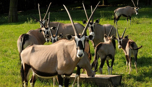 Pohled na oryxe jihoafrické, které olomoucká zoologická zahrada na Svatém...