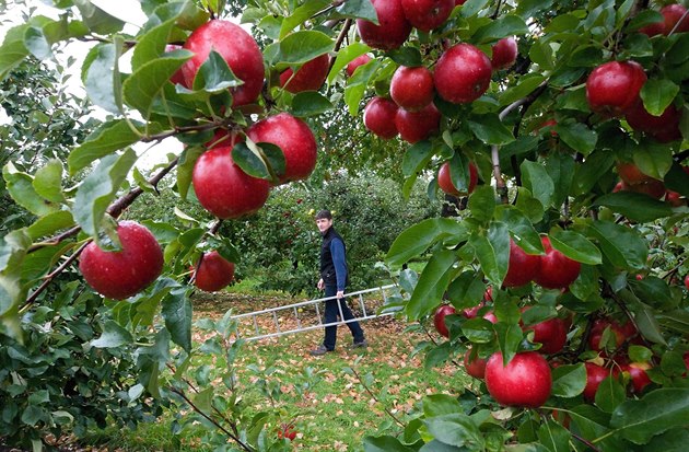 Sada Milo Tho z Pnína si letoní úrodu jablek pochvaluje.