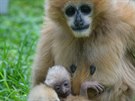 Gibon blolící, Zoo Ústí nad Labem