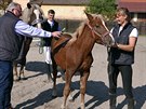 Kest pivovarskho hbte jmnem Bret. (30. 9. 2017)