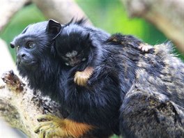 Tamarín lutoruký, Zoo Hodonín