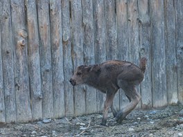 Zubr, Zoo Praha