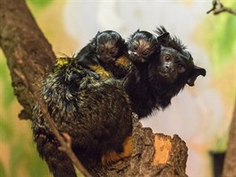 Dvojata tamarína lutorukého, Zoo Brno