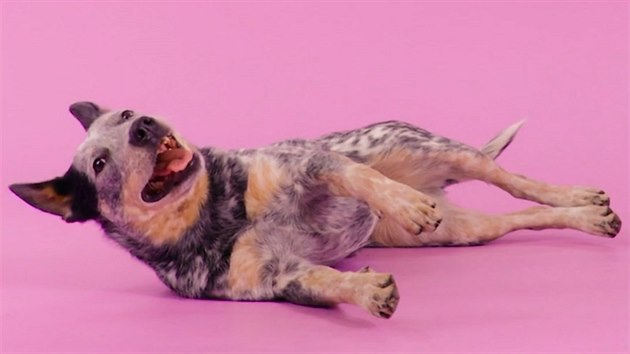 Australsk honck pes je drsk s krv divokch ding.