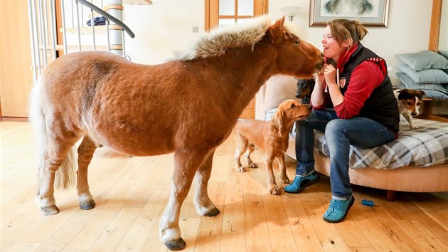 Sedmnctilet shetlandsk pony jmnem Wee Bob miluje mazlen.