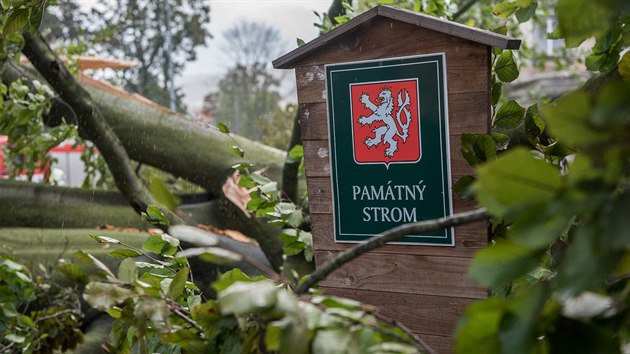 tvrten mohutn vtr porazil pamtn strom ve Varnsdorfu.