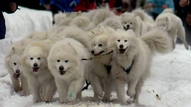 lenov Samojed Klubu v Detnm v Orlickch horch rozpohybovali zpah 34 istokrevnch samojed thnoucch san s jezdcem.